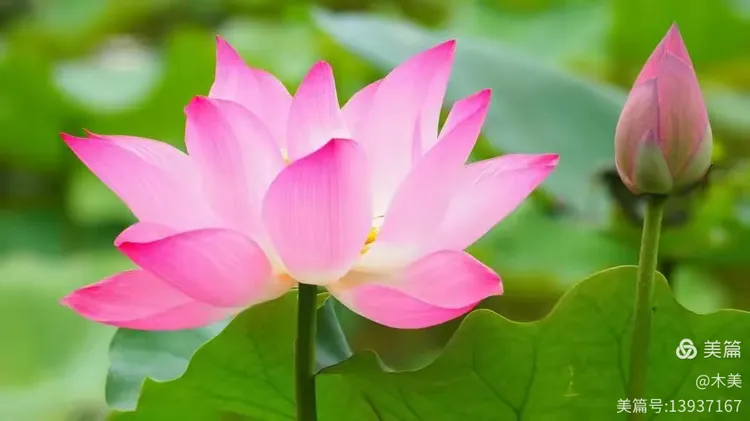 经典唐诗 李商隐：赠荷花